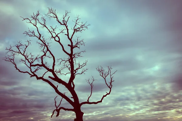 Vintage Baum Silhouette Landschaft Hintergrund — Stockfoto