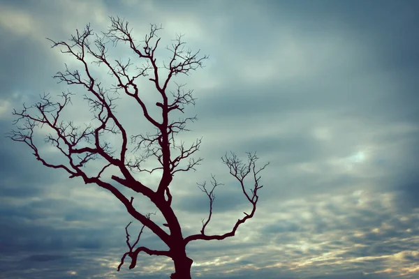 Klasik ağaç silueti manzara arkaplanı