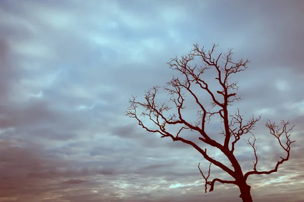 Árvore Vintage Silhueta Paisagem Fundo — Fotografia de Stock