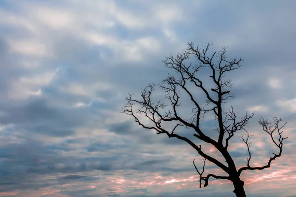 ağaç silueti manzara arkaplanı
