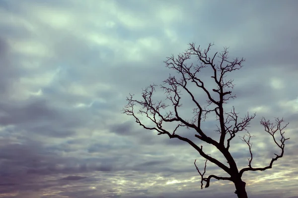 Klasik ağaç silueti manzara arkaplanı