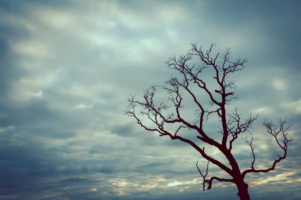 Vintage Baum Silhouette Landschaft Hintergrund — Stockfoto