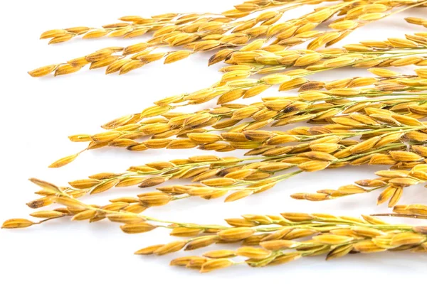 Beyaz arka planda yalıtılmış çeltik pirinci