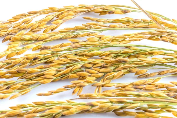 Beyaz arka planda yalıtılmış çeltik pirinci