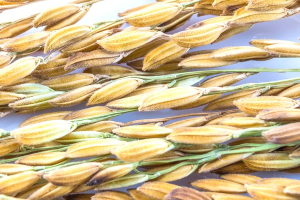 Close up paddy rice  isolated on white background
