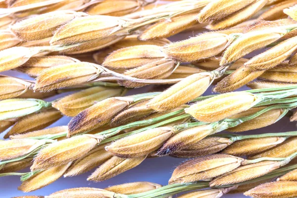 Close up paddy rice  isolated on white background