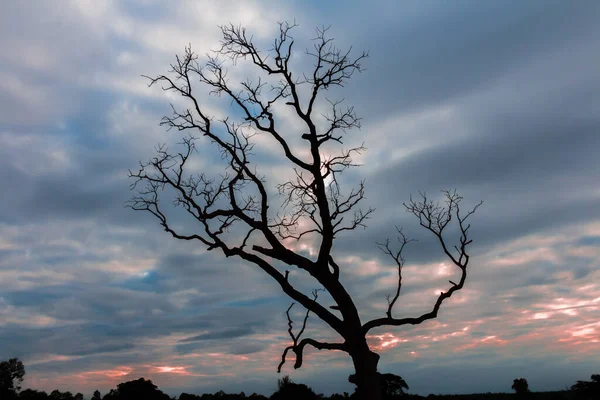 ağaç silueti manzara arkaplanı