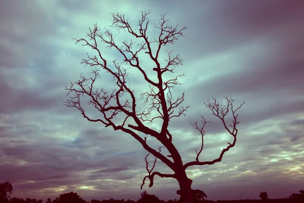 Klasik ağaç silueti manzara arkaplanı