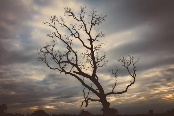 Klasik ağaç silueti manzara arkaplanı