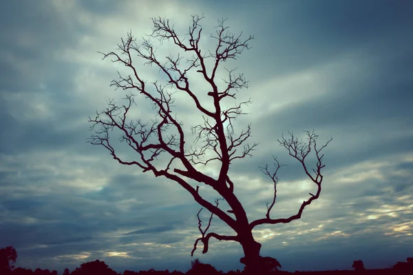 Vintage Baum Silhouette Landschaft Hintergrund — Stockfoto