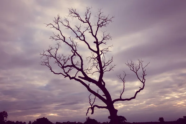Klasik ağaç silueti manzara arkaplanı