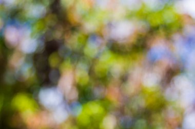 Ağaç rengi arkaplanının soyut Bokeh 'i