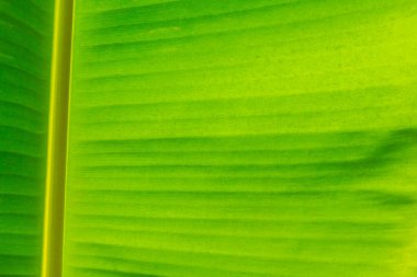 yeşil muz yaprağı arkaplanı