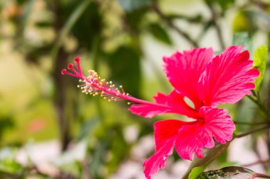 Çiçek açan sarı çiçekli kırmızı amber çiçeği.