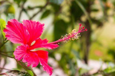 Çiçek açan sarı çiçekli kırmızı amber çiçeği.