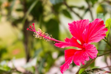 Çiçek açan sarı çiçekli kırmızı amber çiçeği.