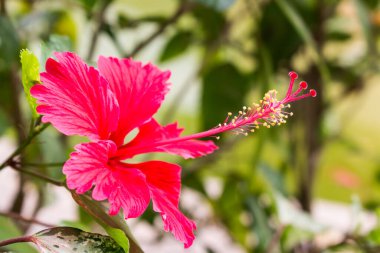 Çiçek açan sarı çiçekli kırmızı amber çiçeği.