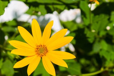 güzel çayır sarı çiçek arkaplanı