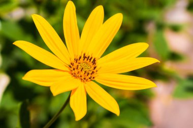 güzel çayır sarı çiçek arkaplanı