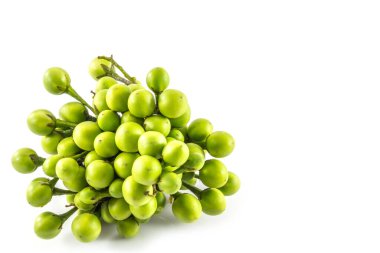 Beyaz arka planda küçük yeşil patlıcan