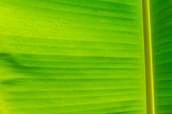 Grüne Bananenblatt Hintergrund — Stockfoto