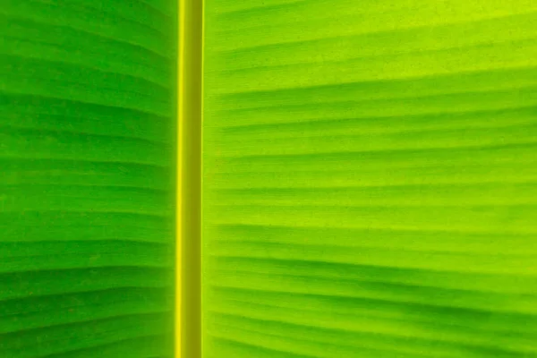 Hoja Plátano Verde Textura Fondo — Foto de Stock