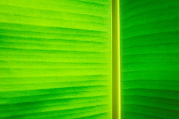 Fondo Hoja Plátano Verde — Foto de Stock