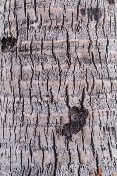 Arkaplan Için Hindistan Cevizi Ağacı Gövdesi Dokusu Kullanımı — Stok fotoğraf