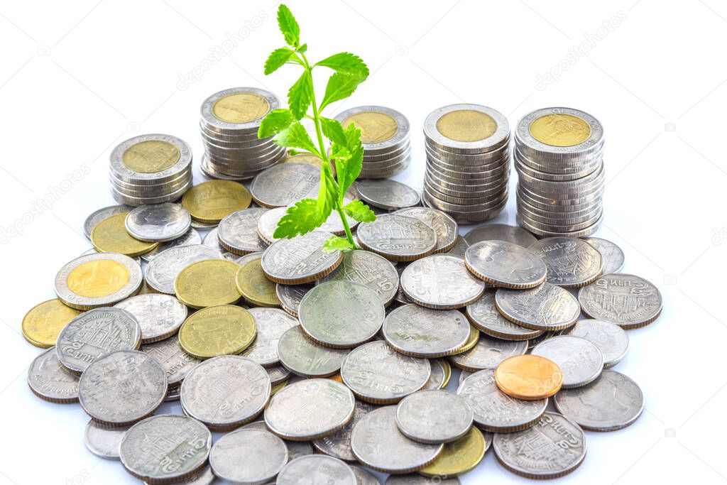 Fresh green tree growing on coins , Money