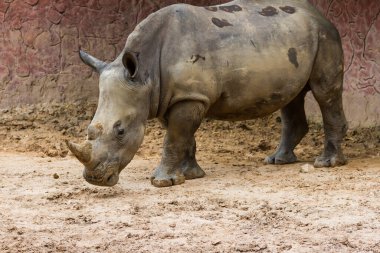 Hayvanat bahçesinde duran Beyaz Gergedan (Ceratotherium simum)