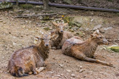 Genç erkek geyik halk parkında otururken çok çamurludur.