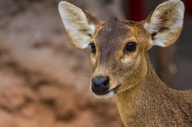 Kamu parkına bakan geyik yüzleri