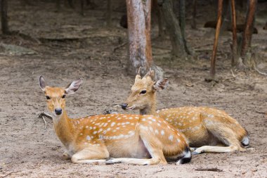 Genç Whitetail Geyiği erkek ve kadın halka açık parkta birlikte oturuyorlar.