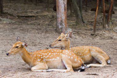 Genç Whitetail Geyiği erkek ve kadın halka açık parkta birlikte oturuyorlar.