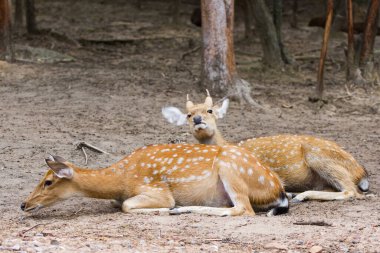 Genç Whitetail Geyiği erkek ve kadın halka açık parkta birlikte oturuyorlar.