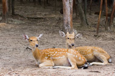 Genç Whitetail Geyiği erkek ve kadın halka açık parkta birlikte oturuyorlar.