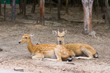Genç Whitetail Geyiği erkek ve kadın halka açık parkta birlikte oturuyorlar.