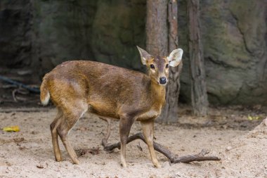 Geyik parktaki kameraya bakıyor.