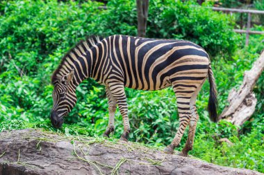 Zebra yemek arasında, Doğa