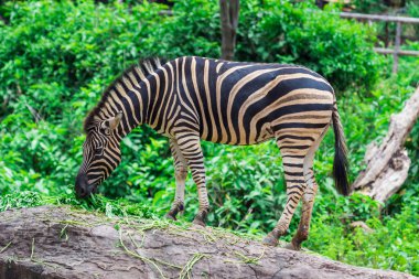 Zebra yemek arasında, Doğa