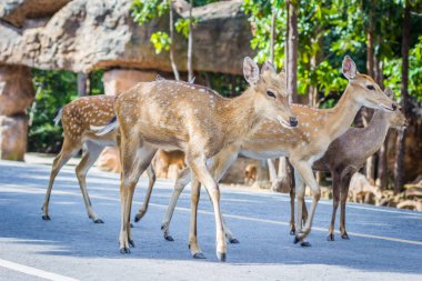Caddeyi geçen geyik, Doğa