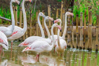 Pembe Karayip flamingo grubu ayakta duruyor.