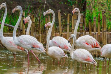 Pembe Karayip flamingo grubu ayakta duruyor.