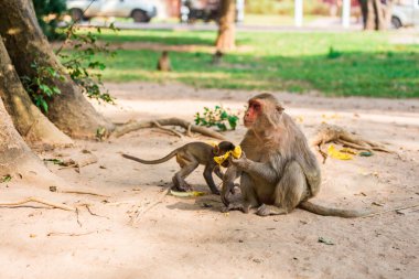 Anne maymun ve bebek maymun kumda oturur ve muz yer.