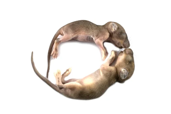 Bébés Rats Sur Fond Blanc — Photo