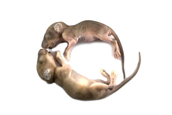 Bébés Rats Sur Fond Blanc — Photo