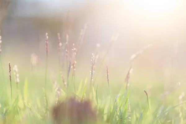 Fundal Natural Iarbă Verde Focalizare Selectivă Bokeh — Fotografie, imagine de stoc