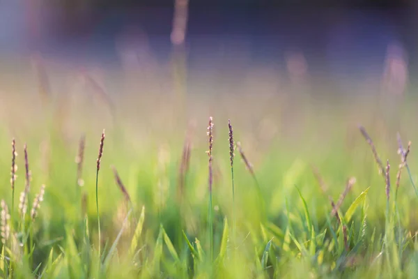 Fondo Hierba Verde Natural Con Enfoque Selectivo Bokeh —  Fotos de Stock