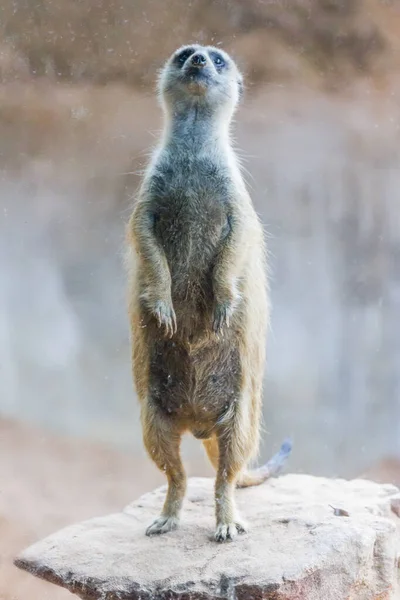 Meerkat Surikate Standing Public Park — Stock Photo, Image