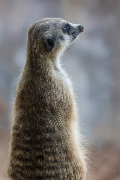 Meerkat Surikate Looking Public Park — Stock Photo, Image